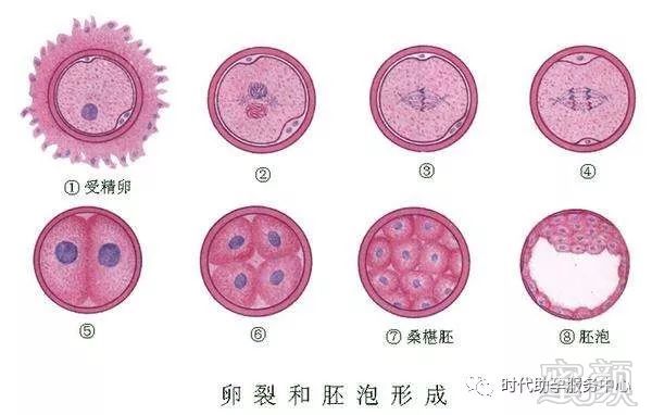 胚胎着床出血