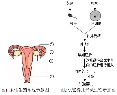 胚胎着床出血